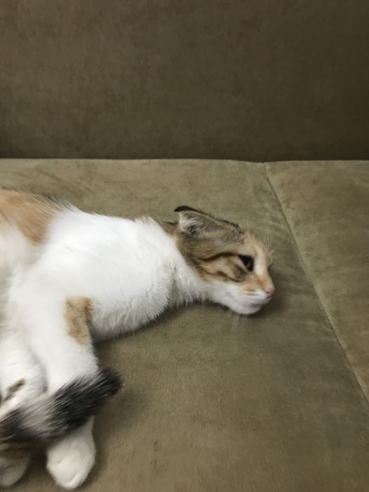 Продам кошку породы