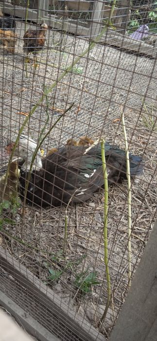 Птицы про Макс и заяц XXL