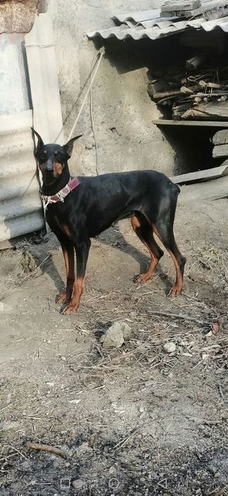 Doberman toza qonli aqlli komandni tushunadi