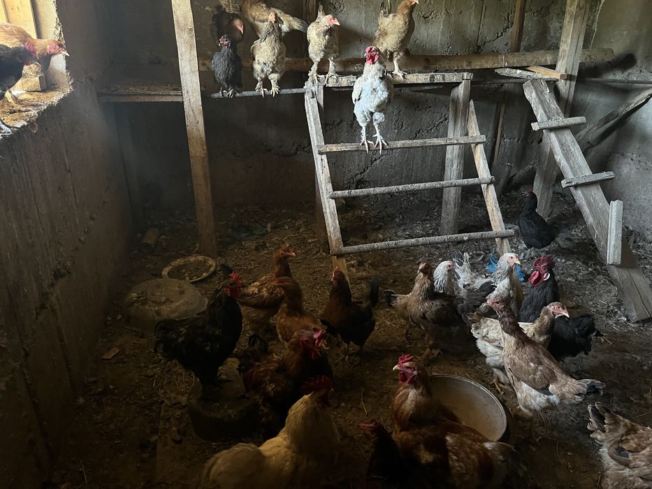 Продам куриц и циплят