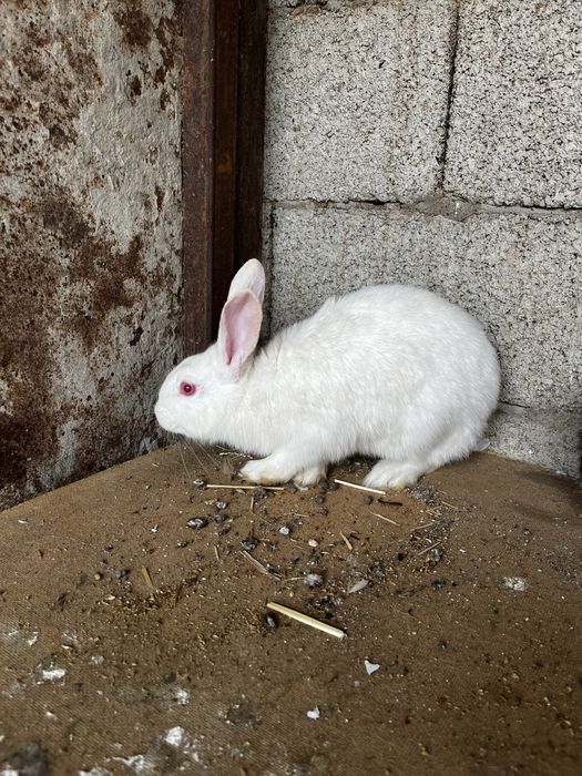 Продаётся кролики