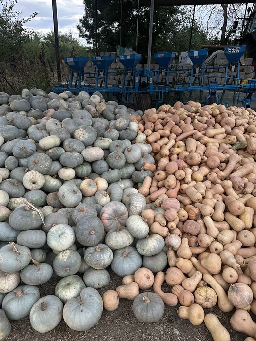 Dovleci placintari soiul butternut si dovleci de copt soiul Tudor