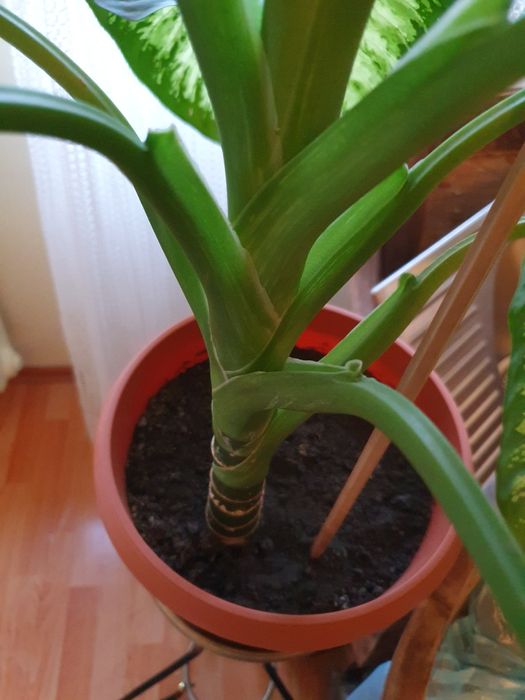 Planta superba, sănătoasă