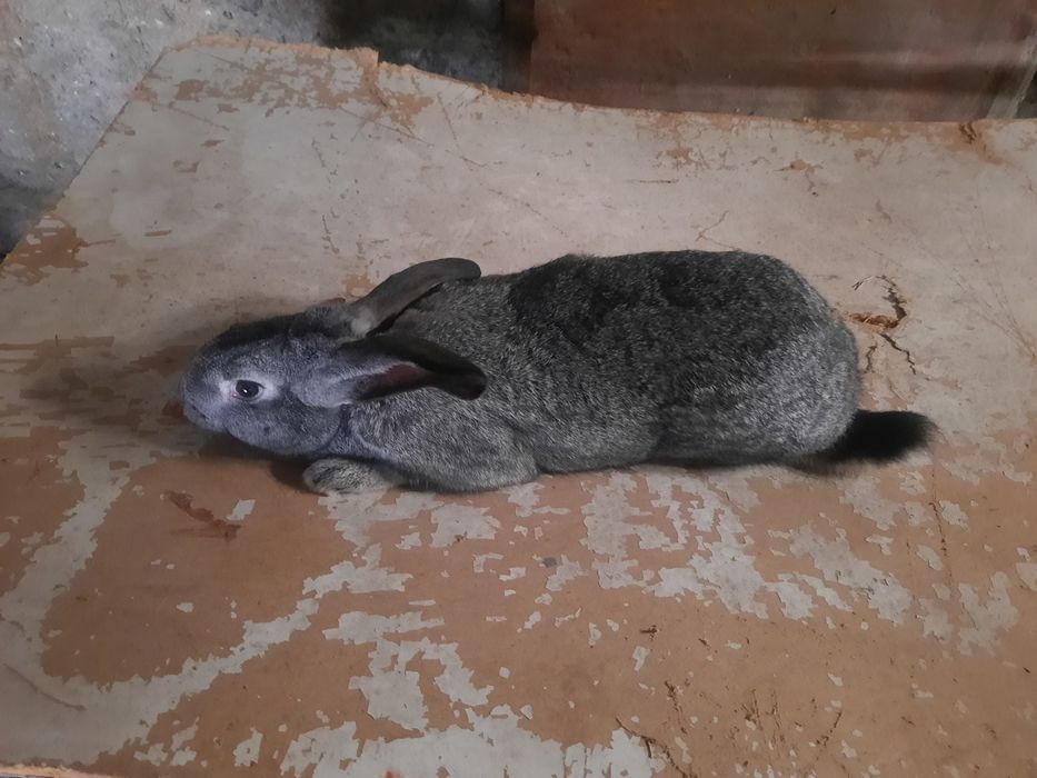 Кролики домашние