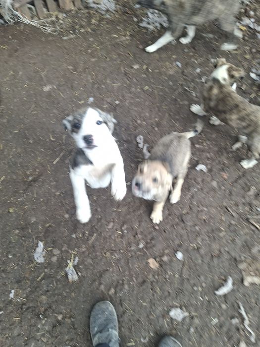 Metis amstaff 5luni