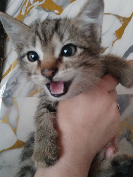 Отдам котят дарам