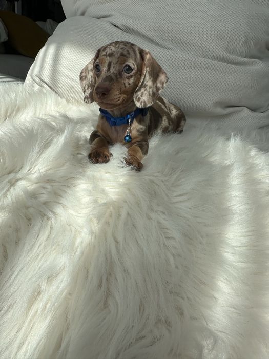 Teckel/dachshund miniatura