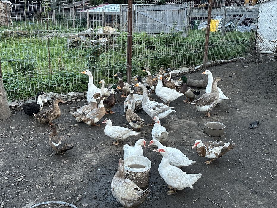 Rate si gaste de vanzare