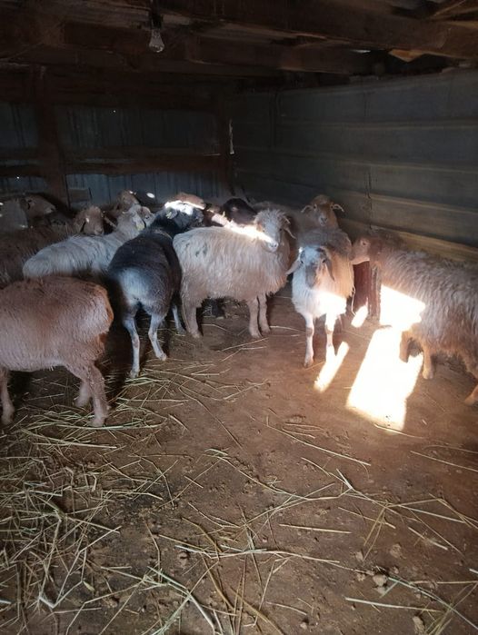 Продаются бараны