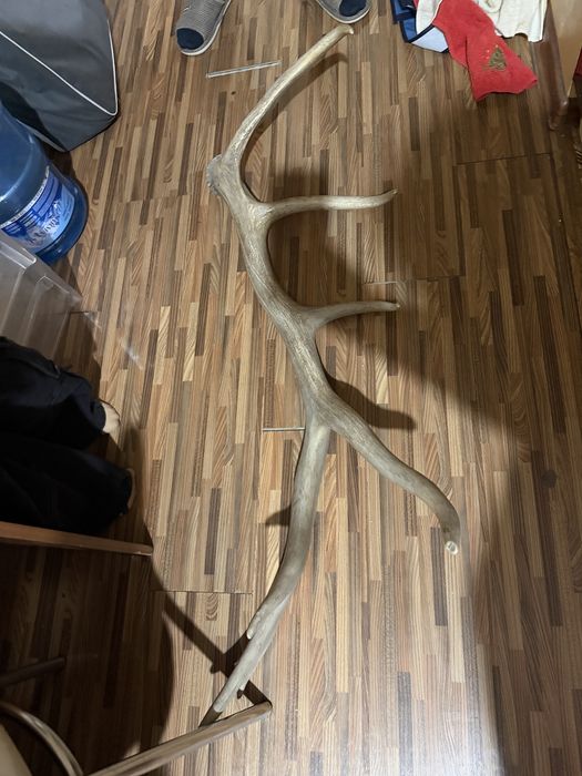 Рога лось , олень продам