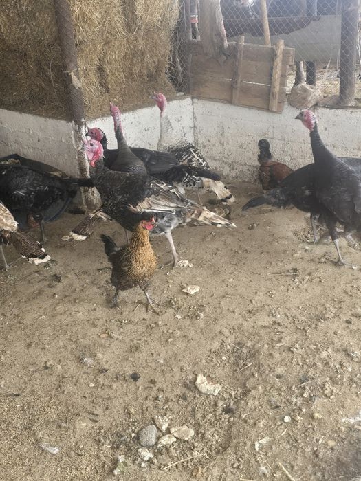 Индюк сатылады семіз