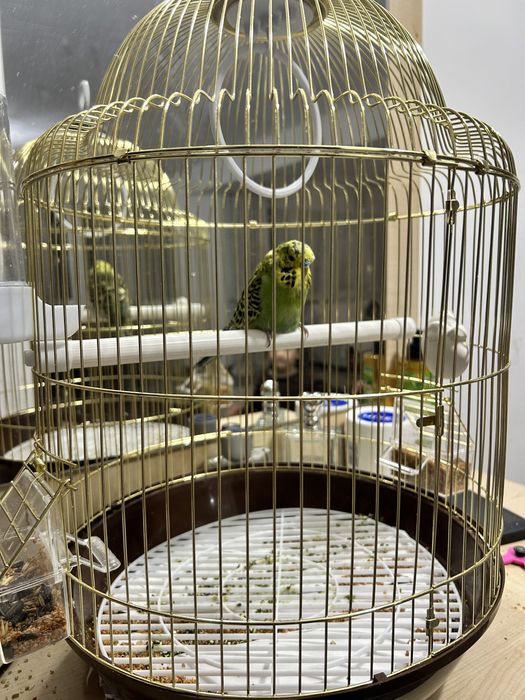Продаем попугая вместе с клеткой