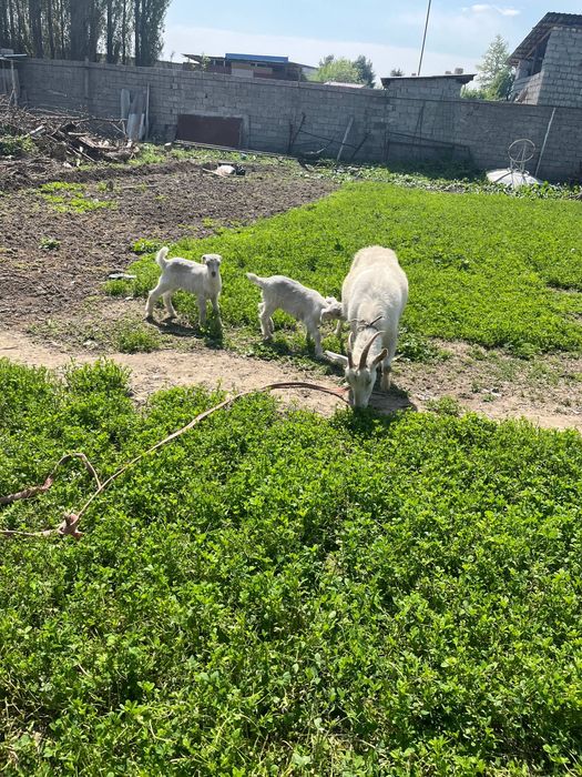 Эчки сотилади срочно
