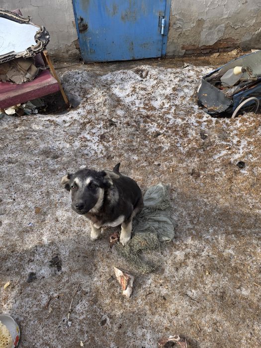 Щенки девочки ищут дом