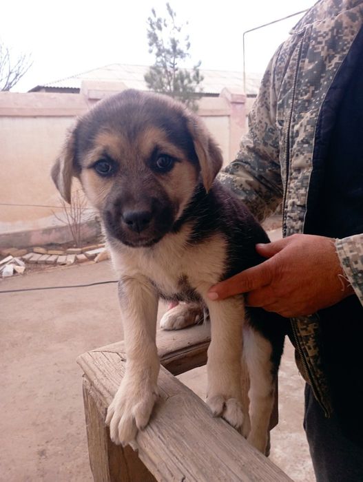 Отдам щенят бесплатно