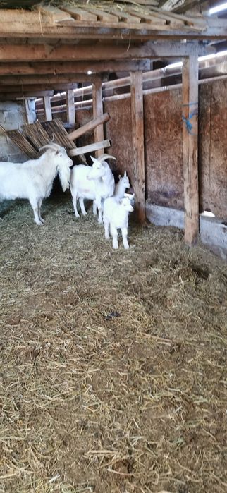 Vînd capre fatate cu cîte 2 iezi și un țap la pachet