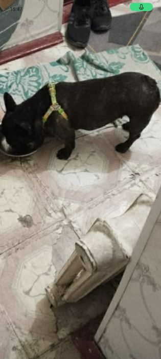 Животные домашние собака