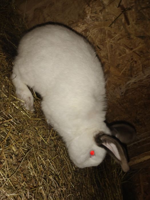 iepuri uriaș german și californieni