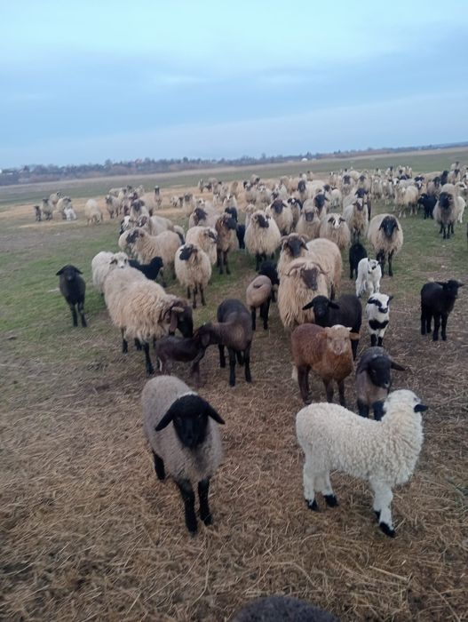 Vand oi  țurcane,breze