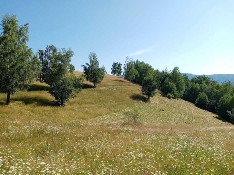 Vând teren Târsa, Bosorod