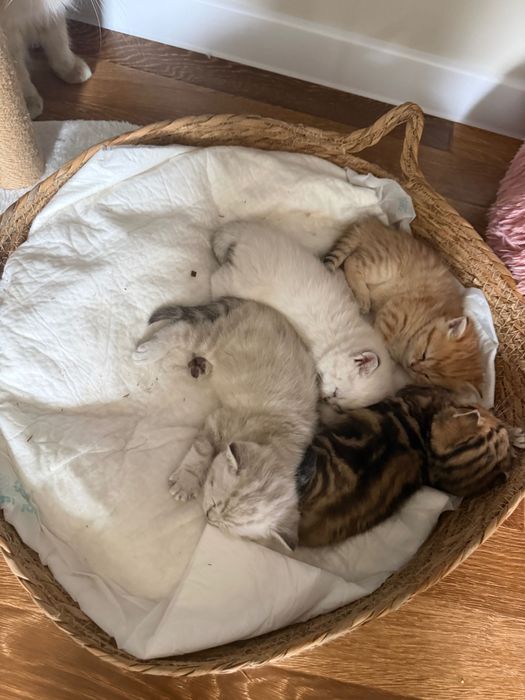 Продается котята