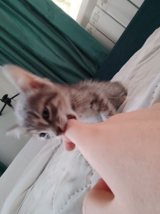 Котенок серебристый таби