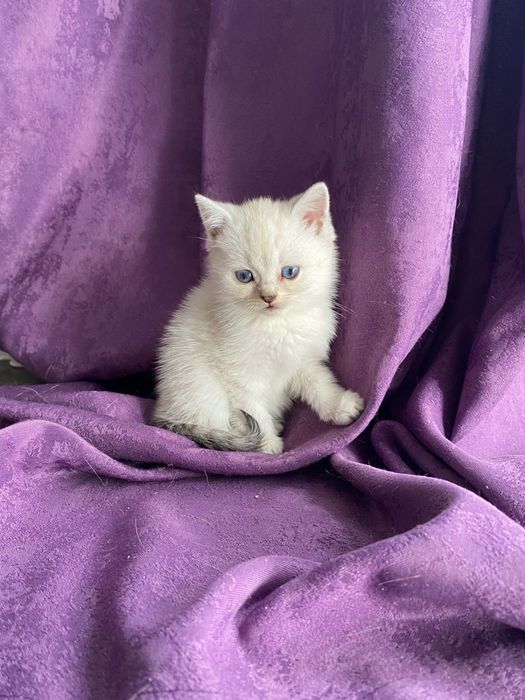 Продам котенка шиншила окрас