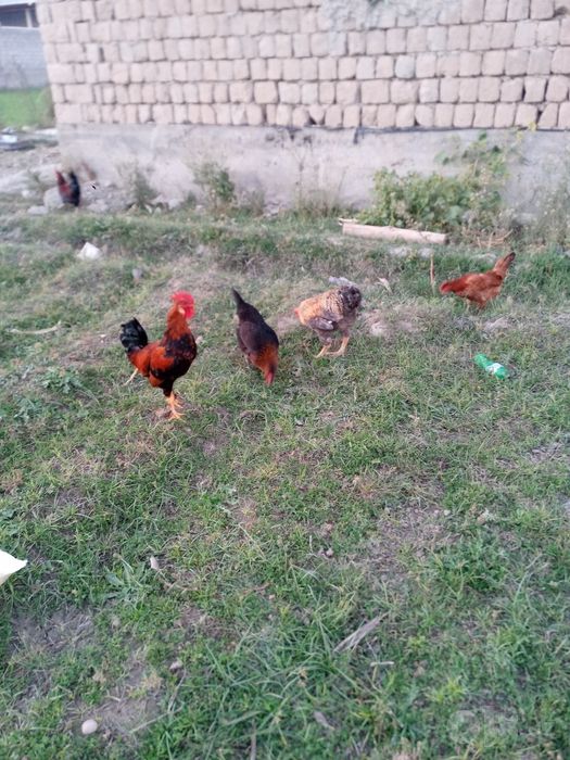 Курица товуклар.
