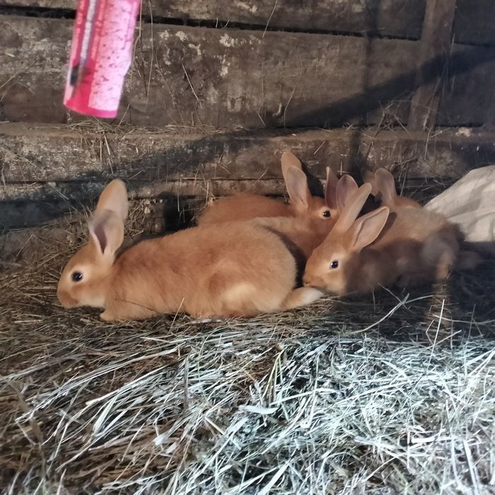 Продам чистокровных бургундских