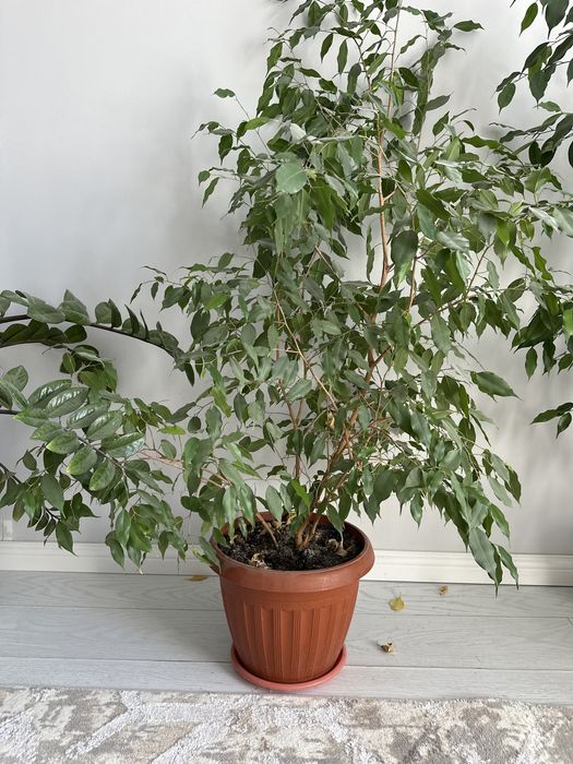 Комнатные цветы на выбор