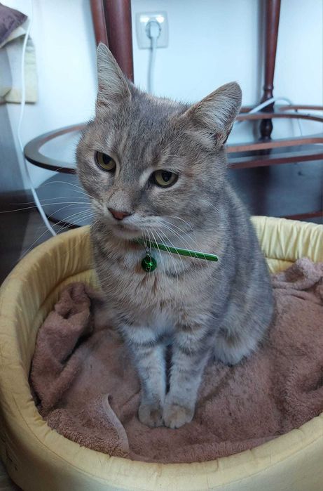 Прекрасната Мейси Търси Дом