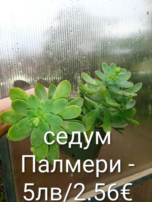 Аранжировки цветя за двора и стайни . Цени на снимките