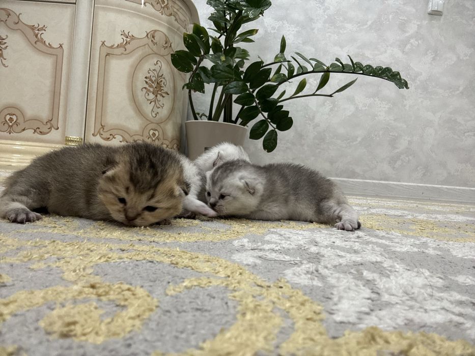 Продажа шотландских шиншилл
