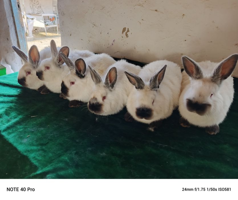 калифорнийские кролики