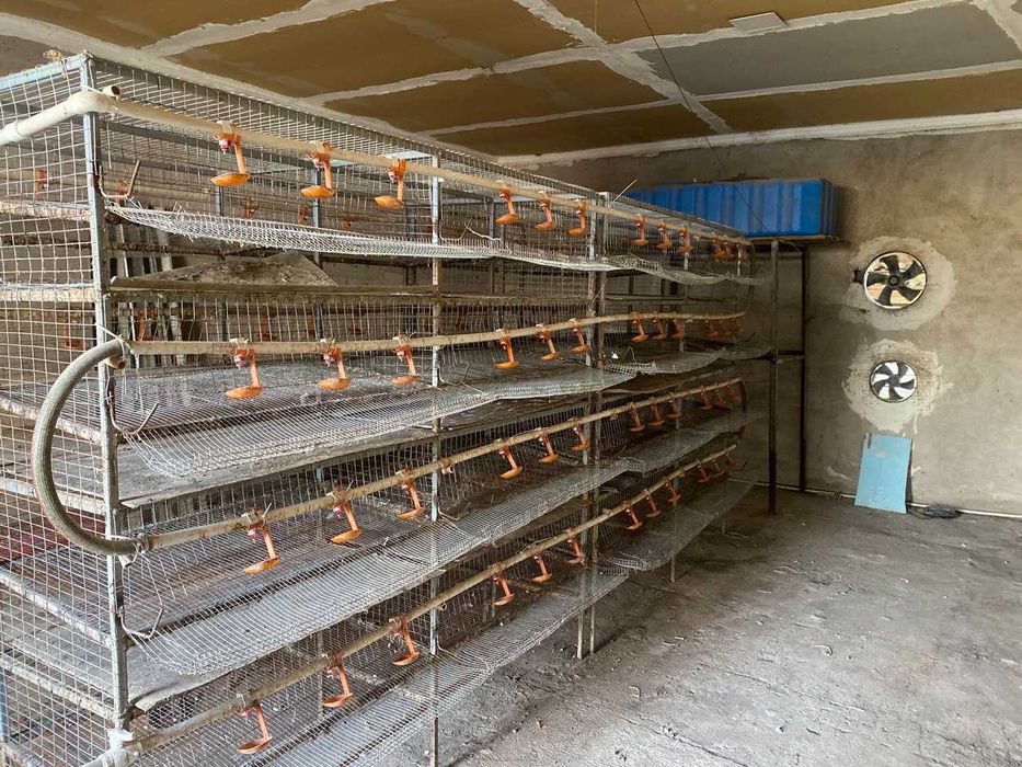 Клетки Для Перепёлки. Bedana Qafas.