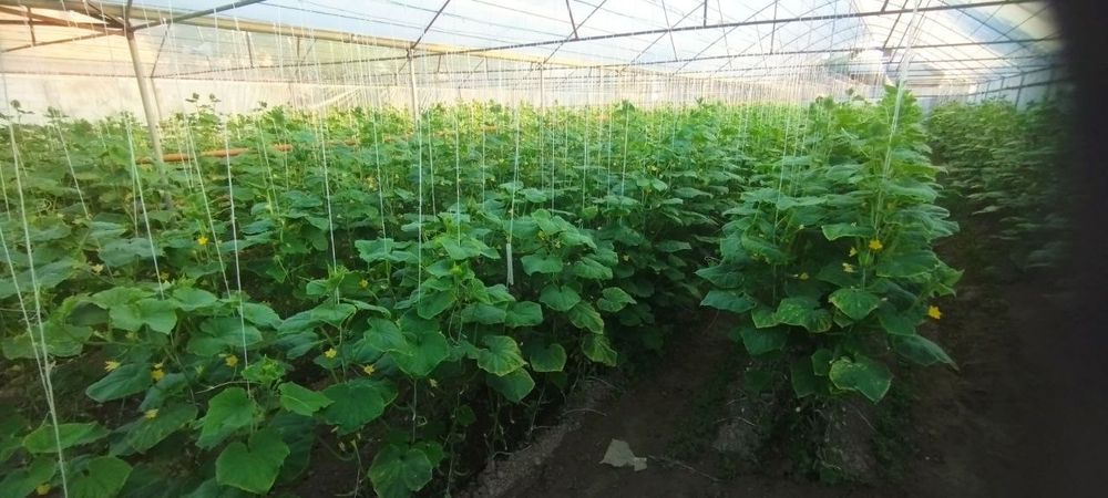 Орзу навли бодринглар сотилади 1 кг 7000 сўм