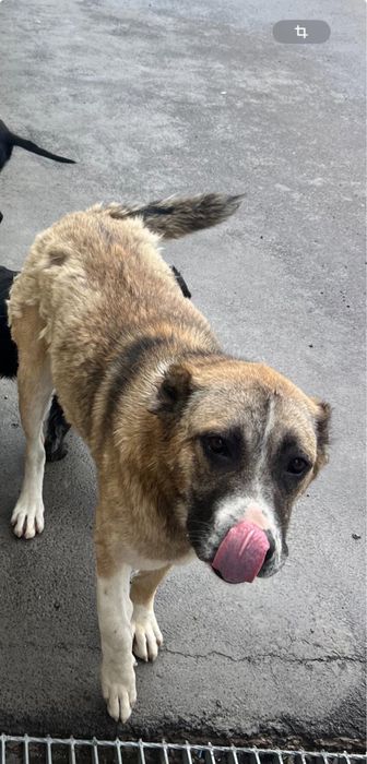 Потерялась собака