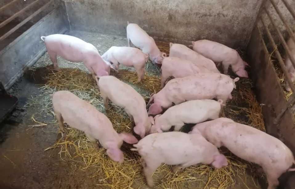 Продавам малки прасенца