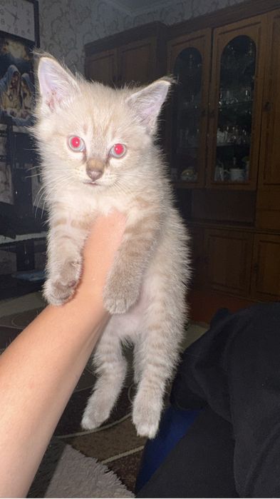 Отдам котенка в добрые руки