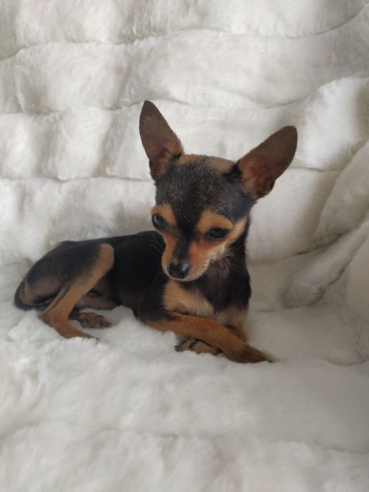 Вязка мини той терьера