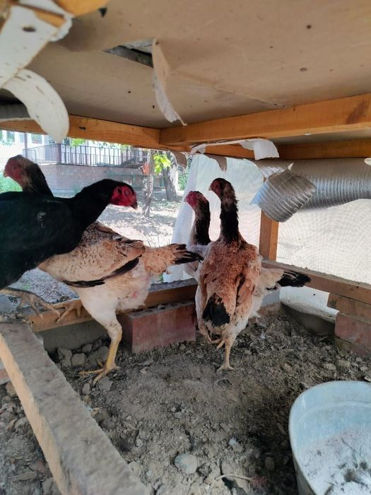 Жұмыртқа дәкән бойцовый (Яйцо)