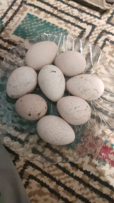 Продам индюшиные яйца