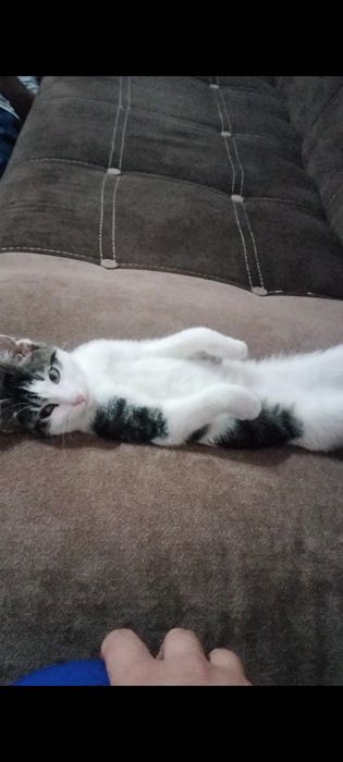 Отдам котенку(девочку) в добрые руки