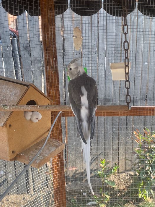 Pereche Papagali Nimfe