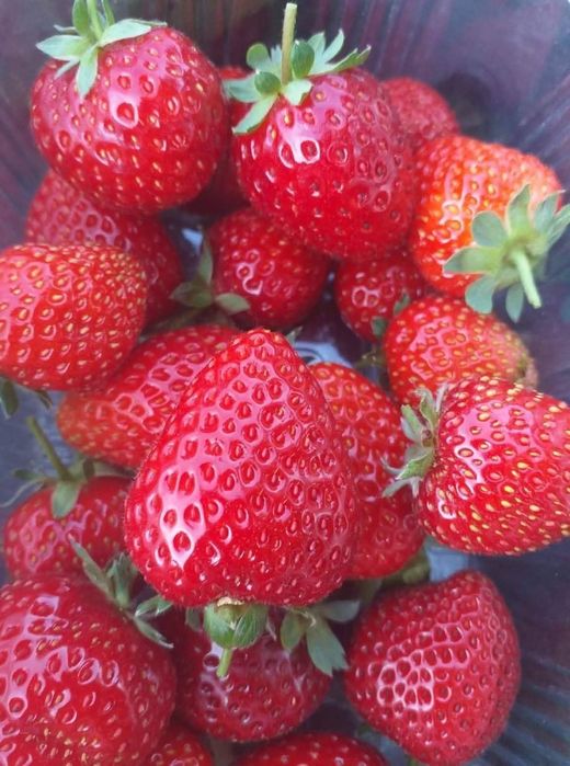 Stoloni căpșuni albion