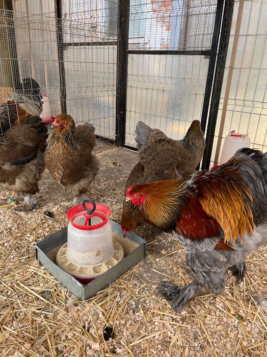 Ouă incubat brahma potarnichiu, silver