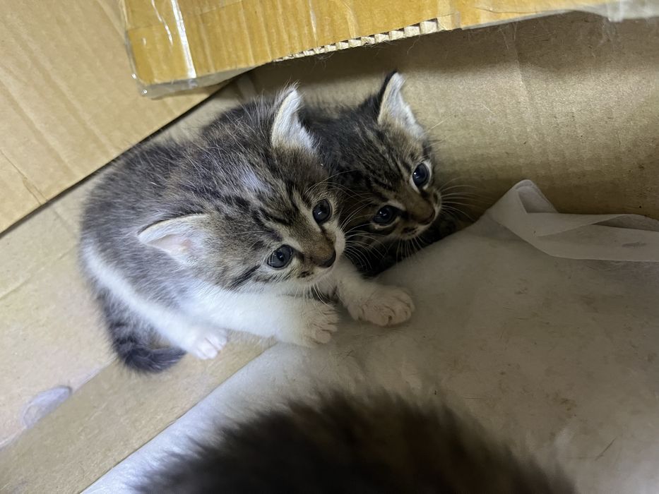 Котята бесплатно