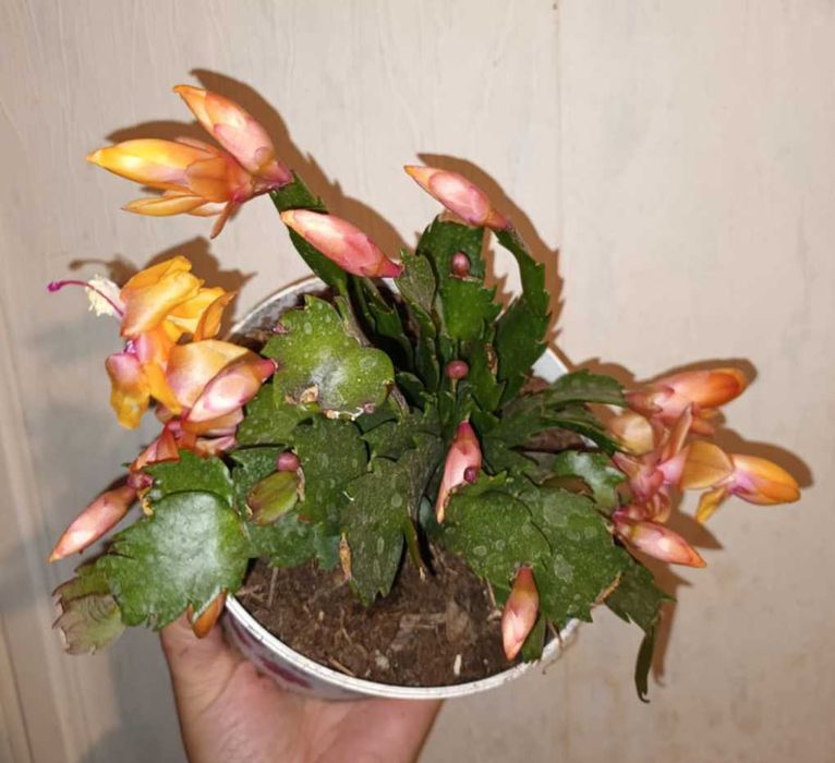 Коледниче/ Шлумбергера ЖЪЛТО,оранжево,бяло,розово,цикламено,червено