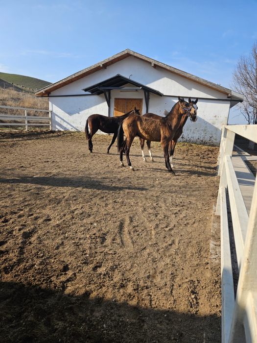 Продаются годовалые жеребцы