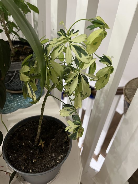 Цветы комнатные, есть разные пишите в личку